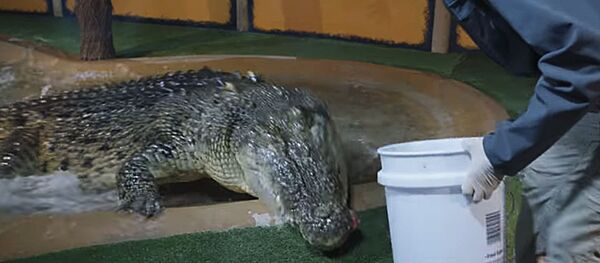 Internete pasirodė filmo Klajoklių žemė treileris Internete pasirodė filmo Klajoklių žemė treileris - Sputnik Lietuva