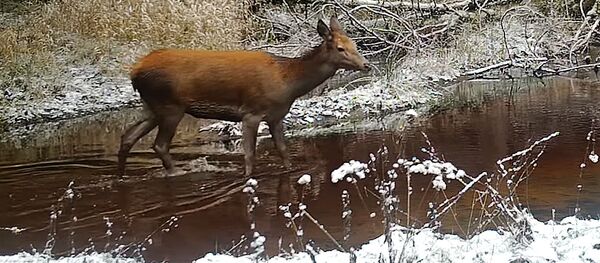 Олениха на прогулке в резервате Вешвиле Олениха на прогулке в резервате Вешвиле - Sputnik Lietuva