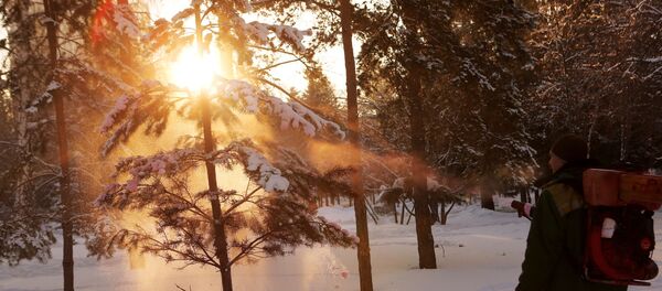 Зимний лес - Sputnik Литва