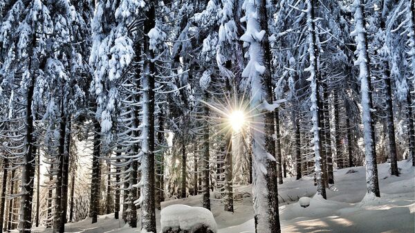 Зимний лес солнечными лучами - Sputnik Литва
