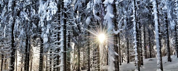 Зимний лес солнечными лучами - Sputnik Литва
