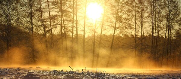 Восход солнца в зимнем лесу - Sputnik Литва