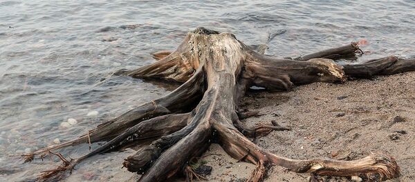 Корни реликтового дерева в Калининградской области Корни реликтового дерева в Калининградской области - Sputnik Литва