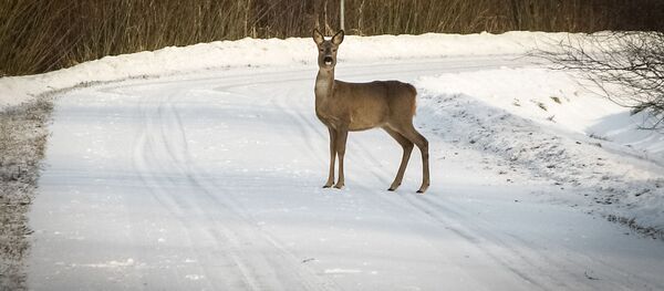 Косуля на зимней дороге Косуля на зимней дороге - Sputnik Литва