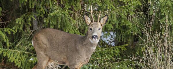 Косуля зимой Косуля зимой - Sputnik Lietuva