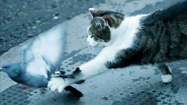 Кот премьера Британии атаковал голубя на глазах у журналистов - Sputnik Литва