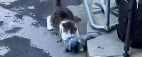 Кот Ларри премьер-министра Великобритании поймал голубя на глазах у журналистов - Sputnik Литва