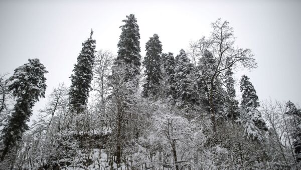 Заснеженный лес - Sputnik Литва