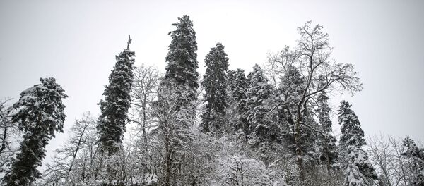 Заснеженный лес - Sputnik Литва