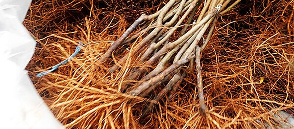 Контрабандные саженцы персика - Sputnik Литва