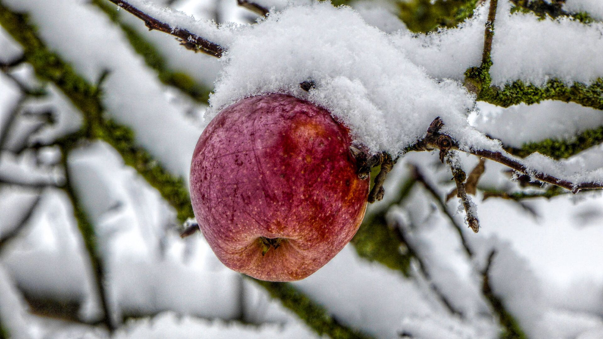 Снег на ветках яблони - Sputnik Литва, 1920, 25.01.2023