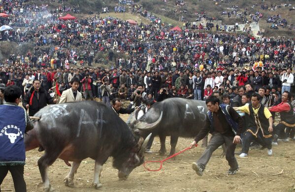 Этническая группа народов Мяо во время боя быков в Китае  - Sputnik Lietuva