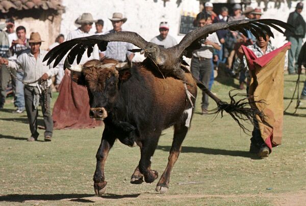 Бык с кондором на спине во время боя с быками в Перу - Sputnik Lietuva