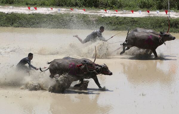 Тайские фермеры во время гонок с быками в Таиланде  - Sputnik Lietuva