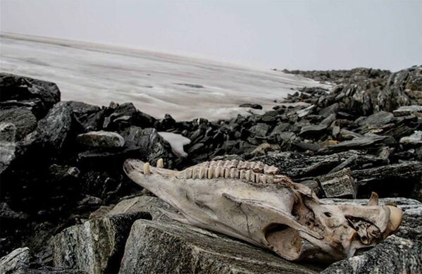 Тайник мумий и тысячелетние руины: археологические находки 2020 года в фото - Sputnik Литва