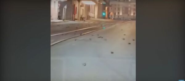 Гибель птиц в Риме в канун Нового года - Sputnik Lietuva