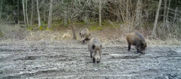 Miško gyvūnų gyvenimas pateko į vaizdo įrašą Miško gyvūnų gyvenimas pateko į vaizdo įrašą - Sputnik Lietuva