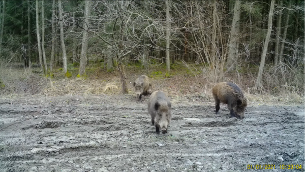Miško gyvūnų gyvenimas pateko į vaizdo įrašą  - Sputnik Lietuva
