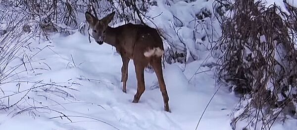 В Литве отпустили косулю, которую держали на цепи - Sputnik Lietuva