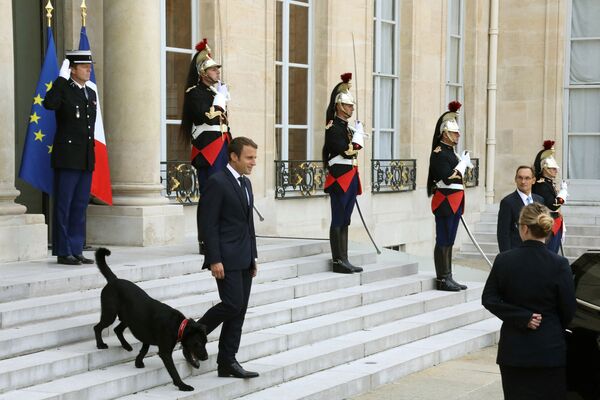 Президент Франции Эммануэль Макрон  выходит из Елисейского дворца в Париже в сопровождении собаки по имени Немо - Sputnik Lietuva