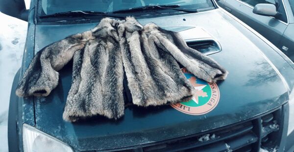 В Биржае попался продавец шуб из меха охраняемого вида животных В Биржае попался продавец шуб из меха охраняемого вида животных - Sputnik Lietuva