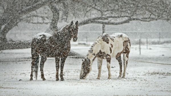 Лошади на фоне снегопада - Sputnik Литва