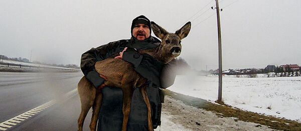 Клайпедские экологи перенесли косулю через дорогу  - Sputnik Литва