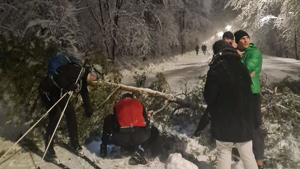  В парке Вингис на мужчину упало дерево - Sputnik Литва