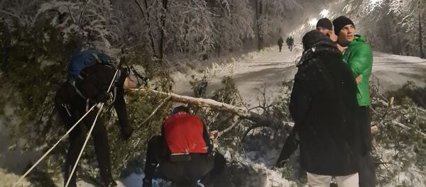 В парке Вингис на мужчину упало дерево В парке Вингис на мужчину упало дерево - Sputnik Литва