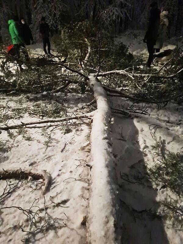 В Вильнюсе на вечерней пробежке на мужчину упало дерево В Вильнюсе на вечерней пробежке на мужчину упало дерево - Sputnik Литва