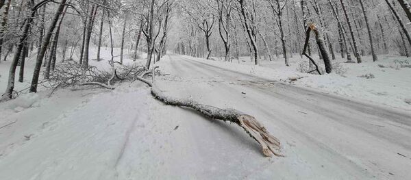 Поваленное дерево после метели в Алитусе, Литва - Sputnik Lietuva