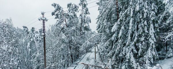 Упавшие на электропровода под тяжестью снега деревья Упавшие на электропровода под тяжестью снега деревья - Sputnik Литва