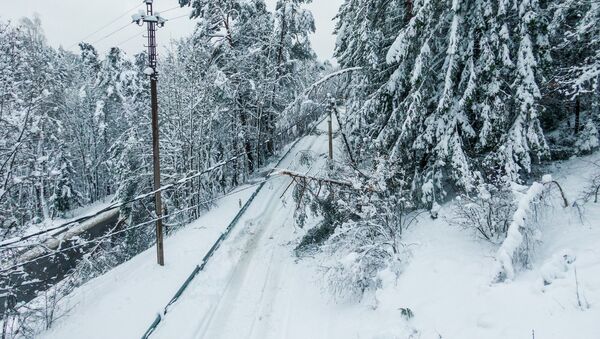 Упавшие на электропровода под тяжестью снега деревья - Sputnik Литва