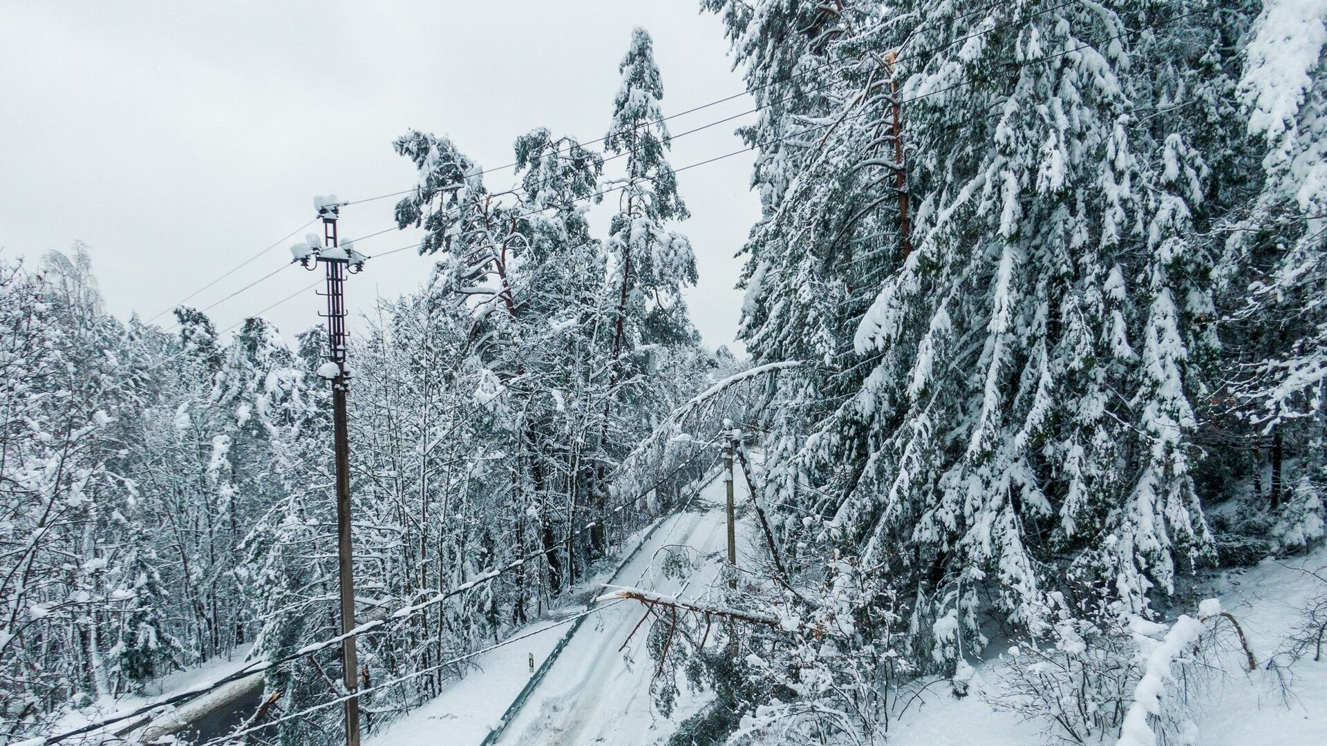 Упавшие на электропровода под тяжестью снега деревья - Sputnik Литва, 1920, 01.02.2021