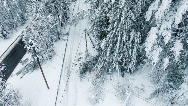 Упавшие на электропровода под тяжестью снега деревья - Sputnik Lietuva