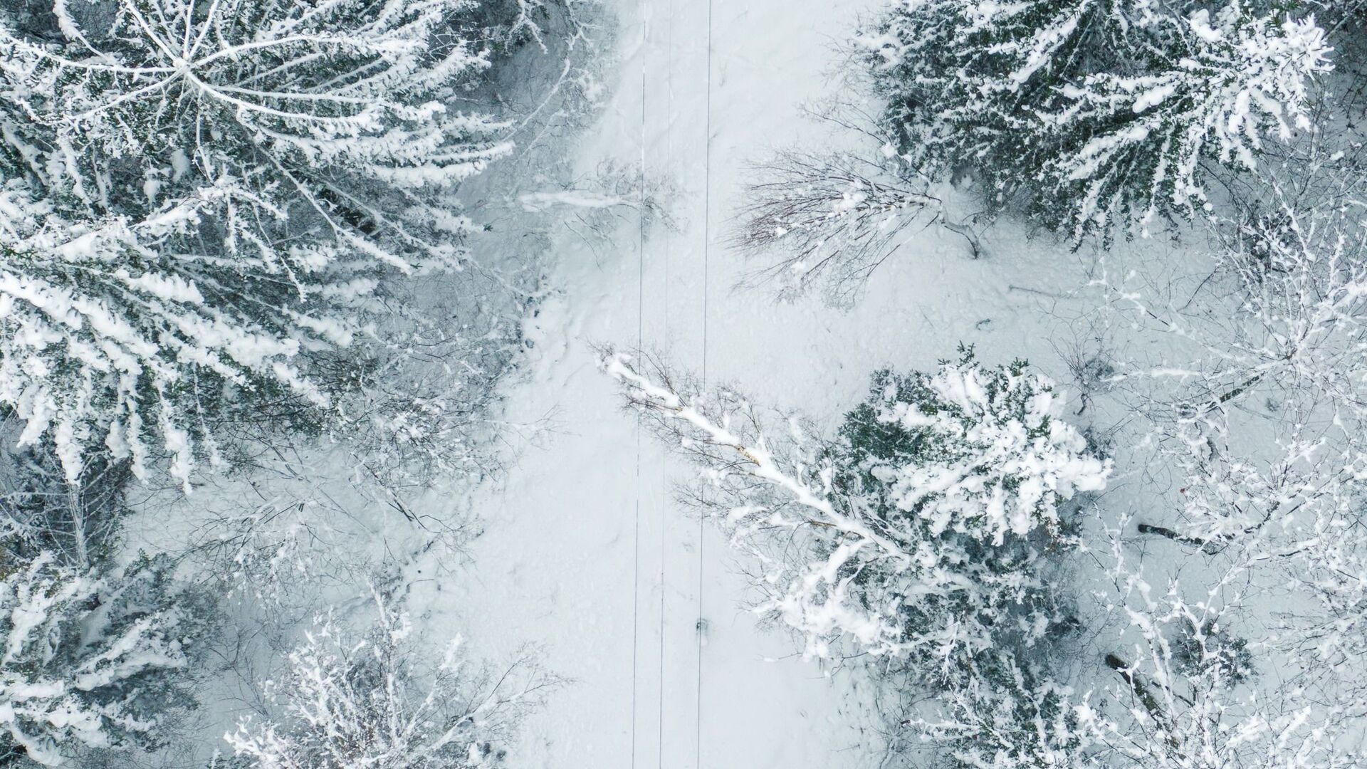 Упавшие на электропровода под тяжестью снега деревья  - Sputnik Lietuva, 1920, 04.02.2021
