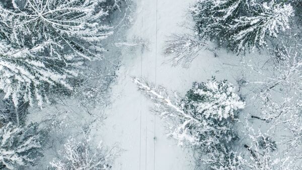 Упавшие на электропровода под тяжестью снега деревья  - Sputnik Литва