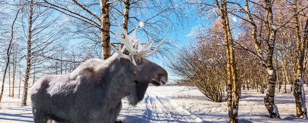 Briedis Briedis - Sputnik Lietuva