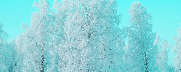 Зимний лес Зимний лес - Sputnik Lietuva