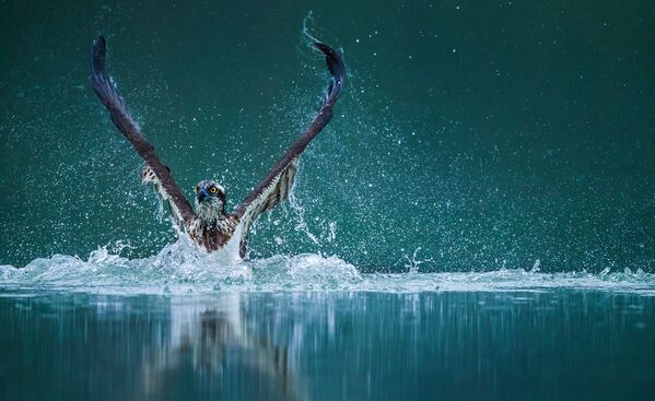 Снимок из портфолио китайского фотографа Wenming Tang, занявшего 2-е место в категории Nature, Sealife, Wildlife Portfolio конкурса 2020 Travel Photographer of the Year - Sputnik Lietuva