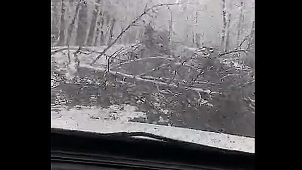 Падение дерева на дорогу в Литве сняли на видео - Sputnik Литва