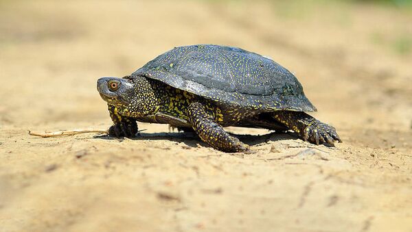 Черепаха, архивное фото - Sputnik Lietuva