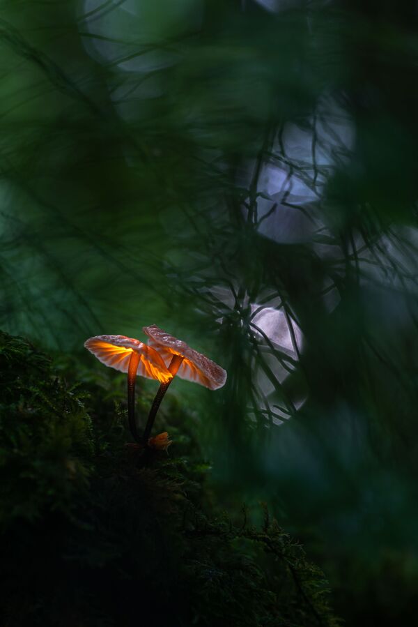 Снимок Glowing Mushroom фотографа Janis Palulis, победивший в номинации National Awards (Латвия) конкурса 2021 Sony World Photography Awards  - Sputnik Lietuva