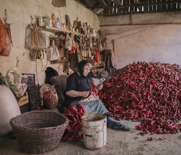 Снимок Serbia's Red Gold Pepper Harvest фотографа Vladimir Zivojinovic, победивший в номинации National Awards (Сербия) конкурса 2021 Sony World Photography Awards  - Sputnik Lietuva