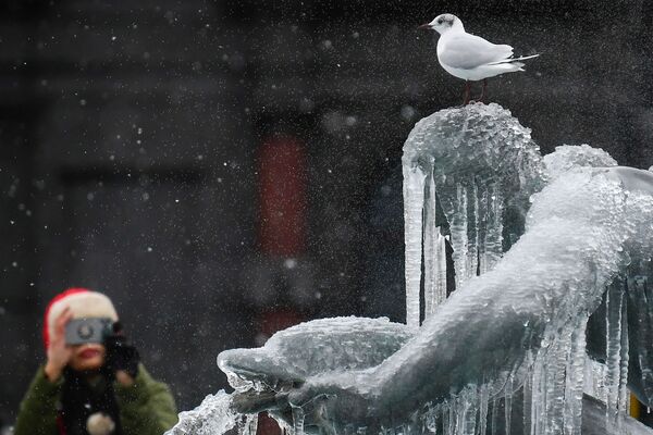 Птица на покрытой льдом статуе на Трафальгарской площади в Лондоне  - Sputnik Lietuva