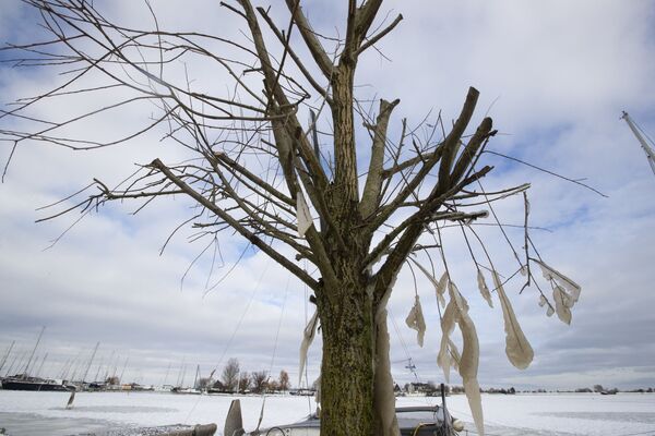 Сосульки на дереве в Нидерландах - Sputnik Литва