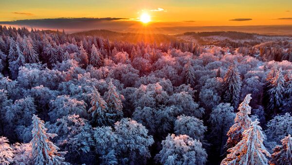 Заснеженный лес, архивное фото - Sputnik Литва