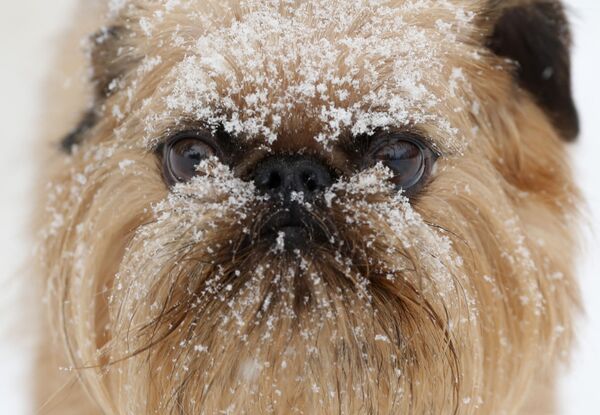 Снег на морде пса в центре ухода за собаками Hounds on the Hudson в Олбани, штат Нью-Йорк, США - Sputnik Lietuva