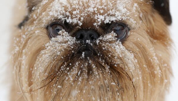 Снег на морде пса в центре ухода за собаками Hounds on the Hudson в Олбани, штат Нью-Йорк, США - Sputnik Lietuva