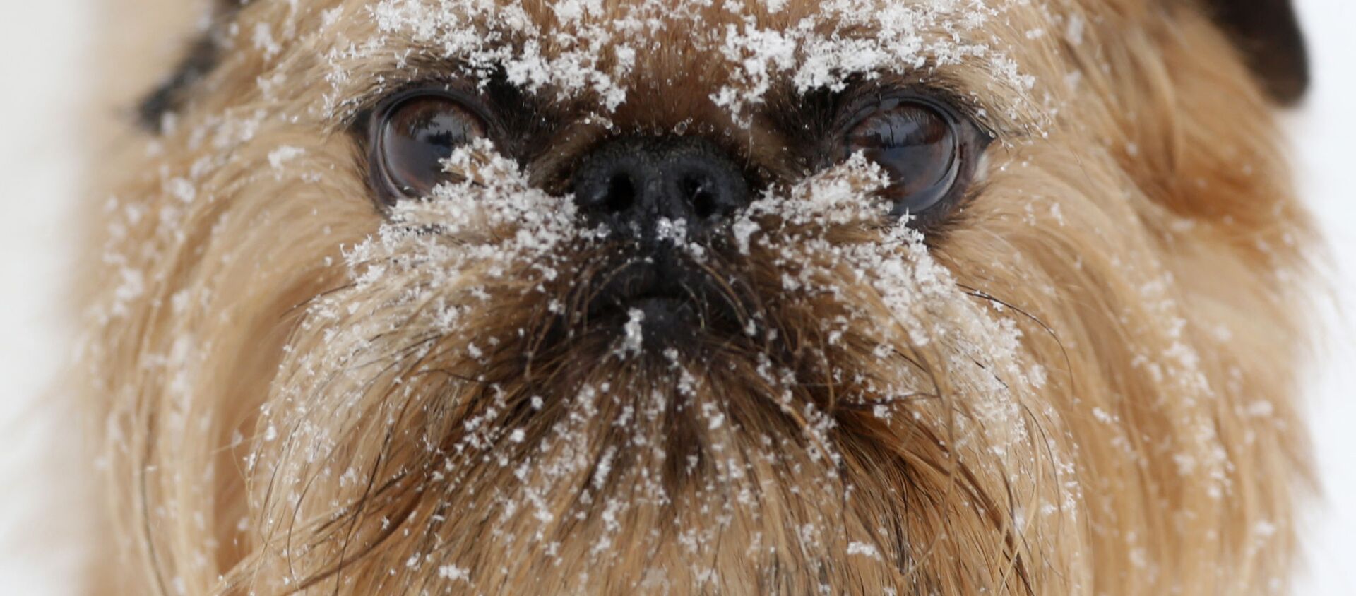 Снег на морде пса в центре ухода за собаками Hounds on the Hudson в Олбани, штат Нью-Йорк, США - Sputnik Lietuva, 1920, 25.02.2021